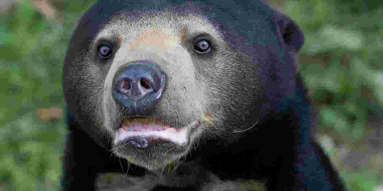 Duitse specialisten onderzoeken vruchtbaarheid beren