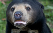 German specialists research fertility in bears