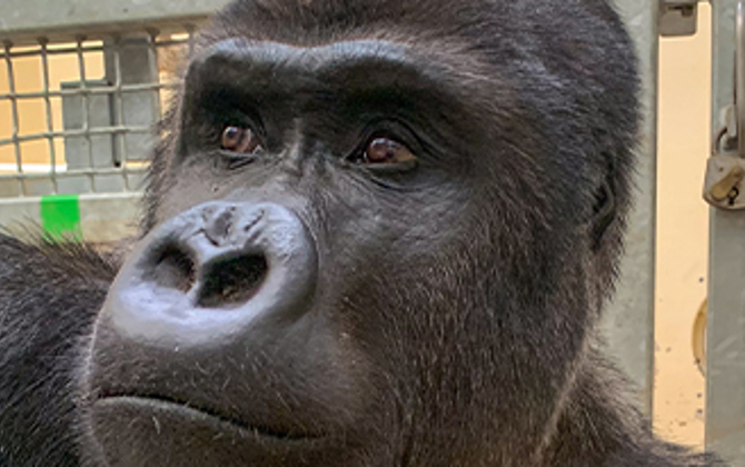 Burgers' Zoo receives silverback from Warsaw