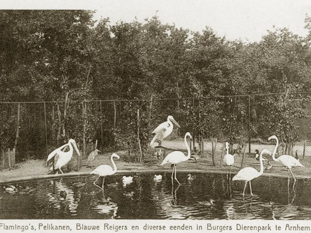 Burgers' Dierenpark vestigt zich in Arnhem (1923)