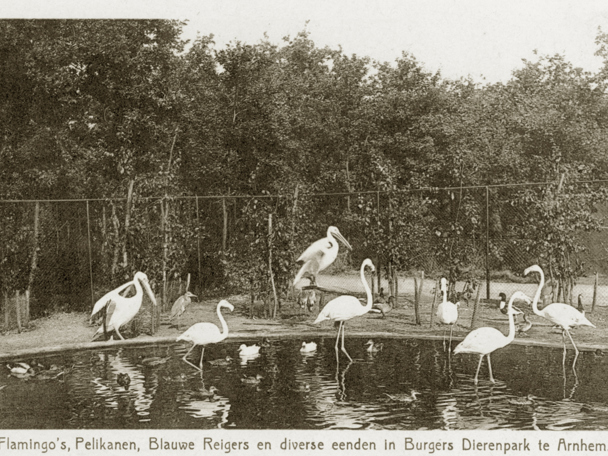 Burgers’ Zoo relocated to Arnhem (1923)