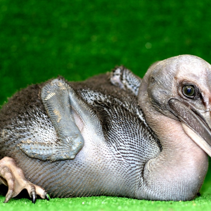 Hand-rearing pelicans