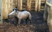 Hopeful rhinoceros breeding at Burgers' Zoo