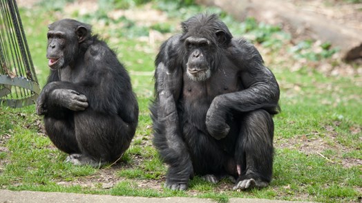 Het gedrag van chimpansees tijdens introducties