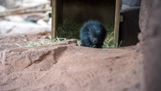Prickly new arrival delights Burgers’ Zoo