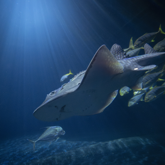 RARE BOWMOUTH GUITARFISH MARKS FIRST FOR BURGERS' OCEAN