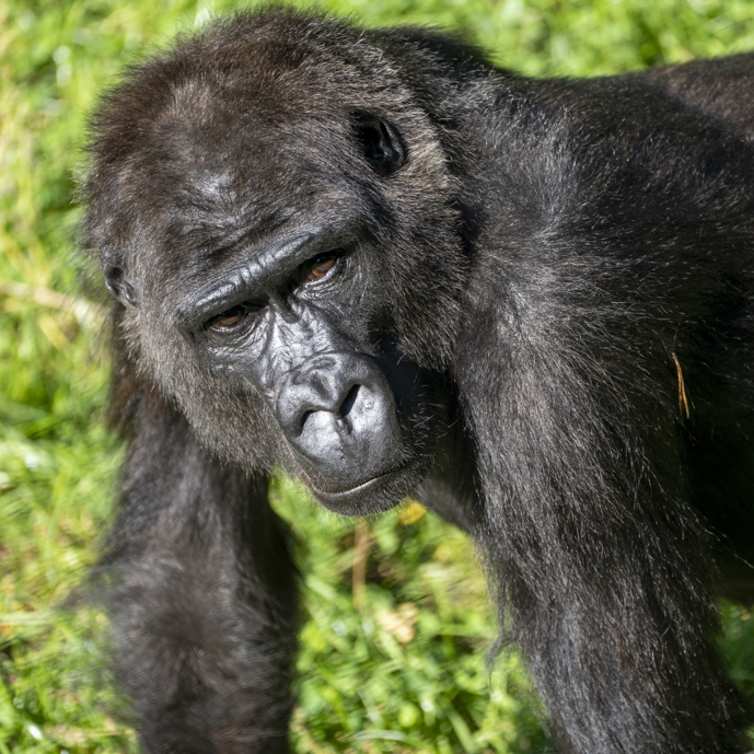 Three Dutch zoos swap gorillas