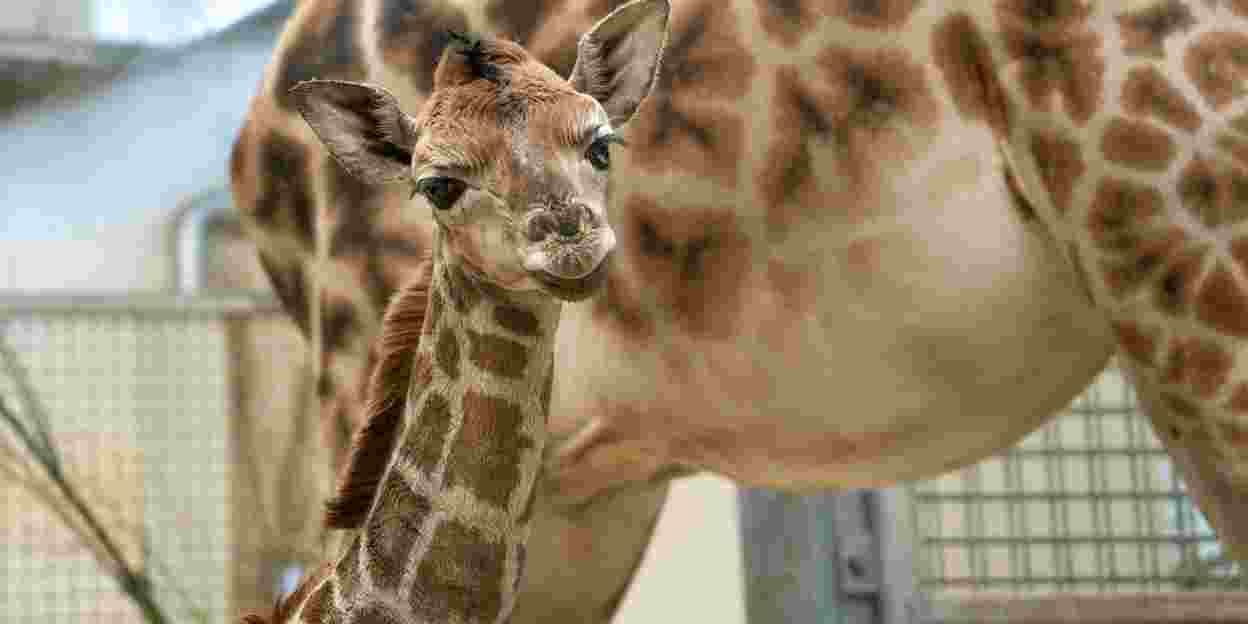 Burgers' Zoo verwelkomt jonge giraffe