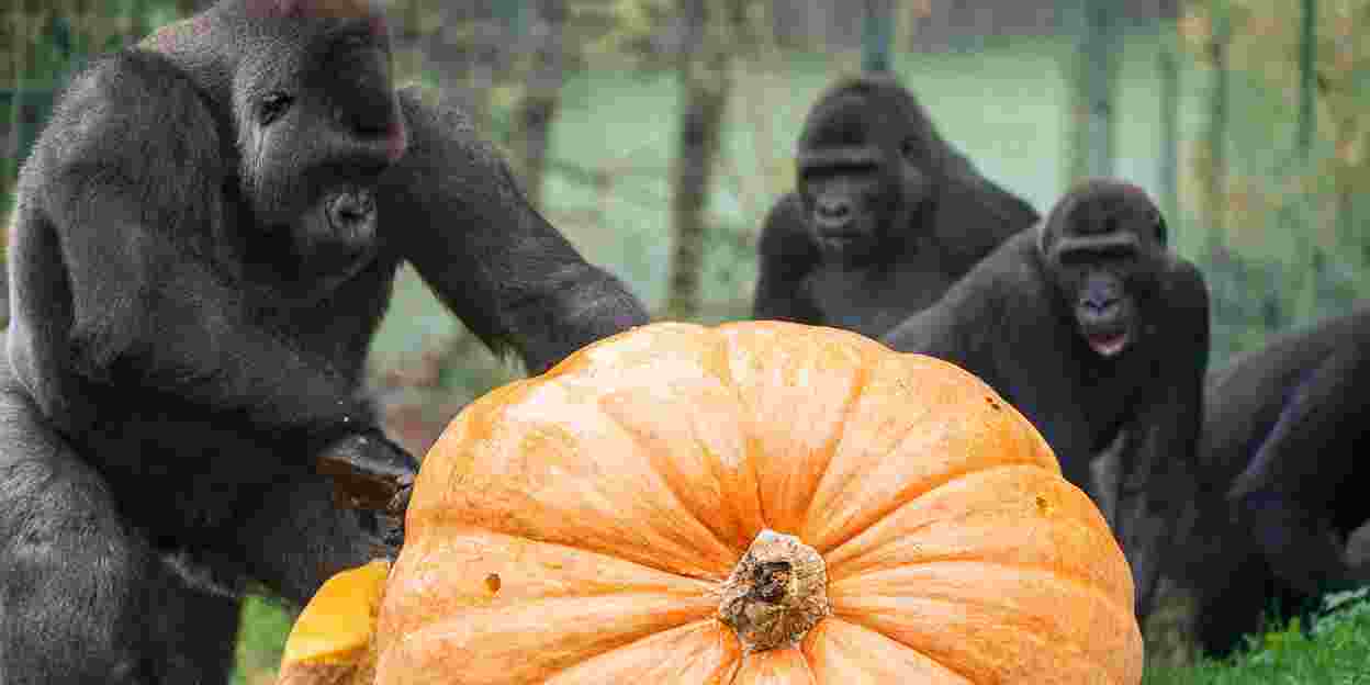 Goedheiligman verrast gorilla's met reuzenpompoen 