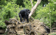 Are the chimpanzees in danger?