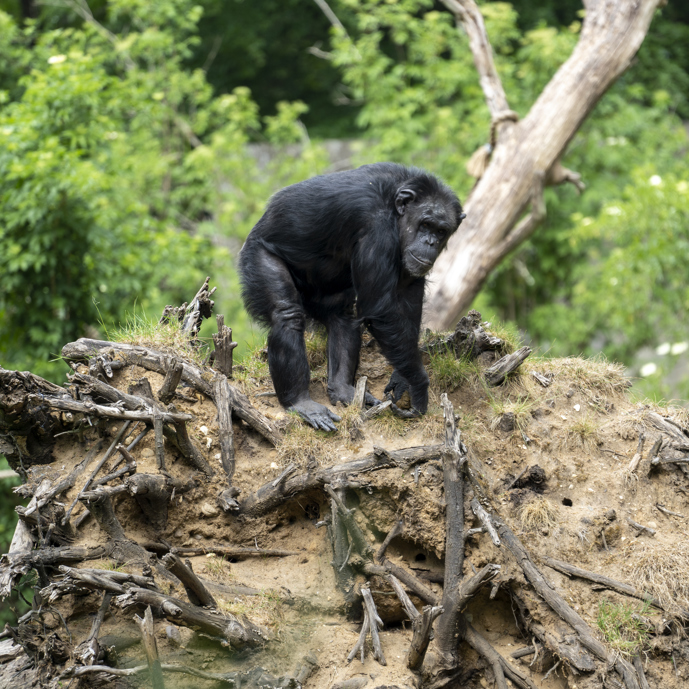 Are the chimpanzees in danger?