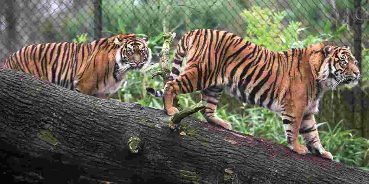 De Sumatraanse tijger – een echte winnaar?