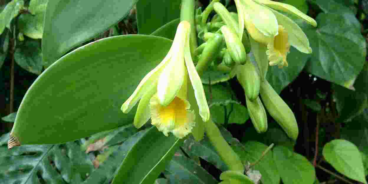Een orchidee voor in de vla
