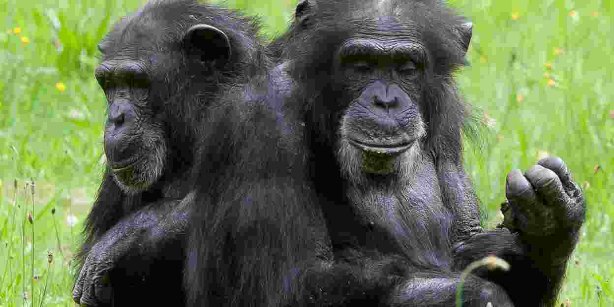 Dreigt er gevaar bij de chimpansees?