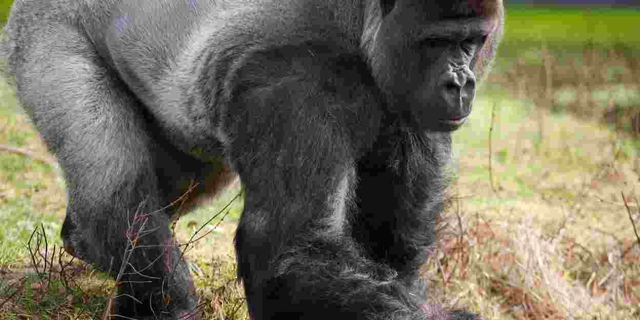 Speelse mangabeys plagen koprollende gorilla's