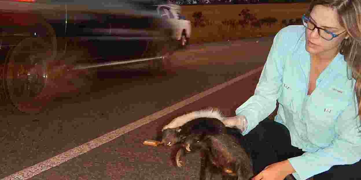 Braziliaanse redt manenwolf van snelweg