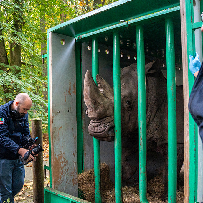 Virile Rhino moves to Belgium