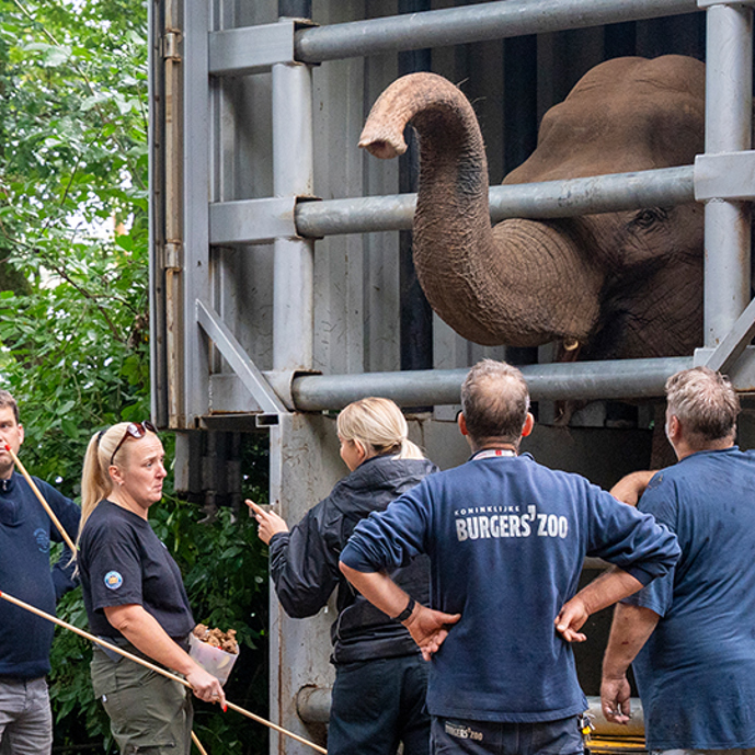 Burgers' Zoo receives elephants from Belfast