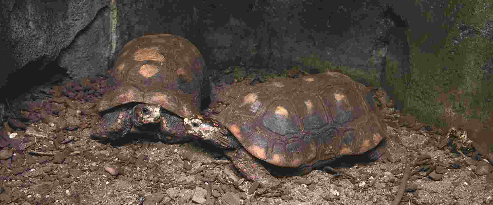 Kolenbranderschildpad