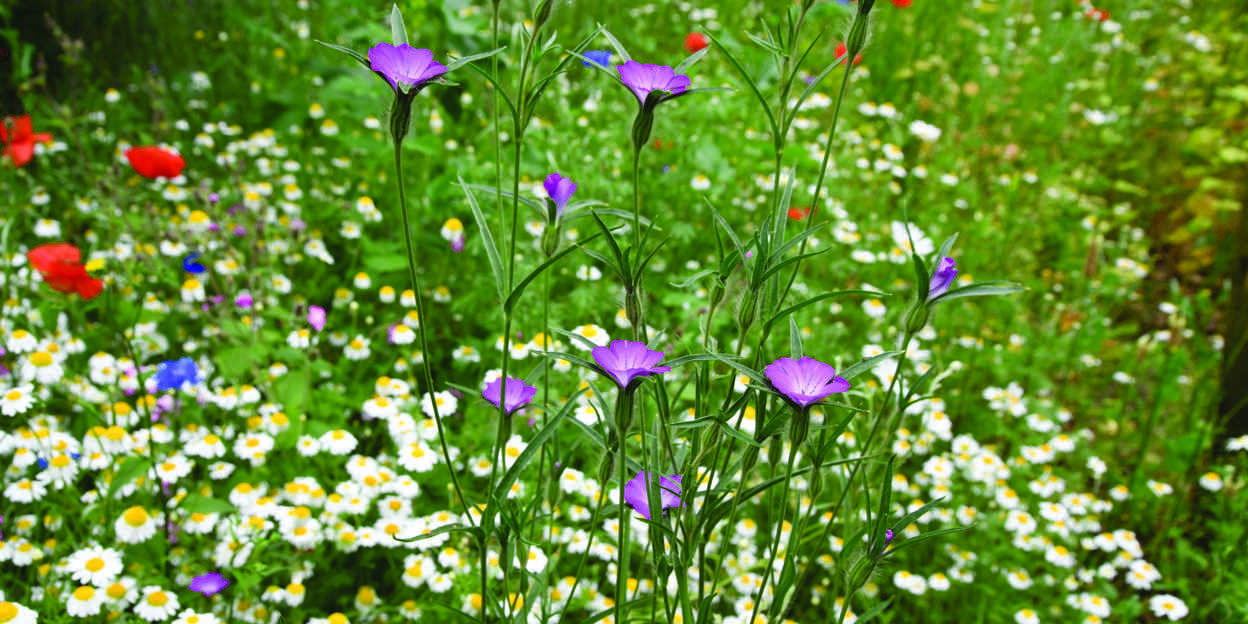 Biodiversity in Flower Meadows