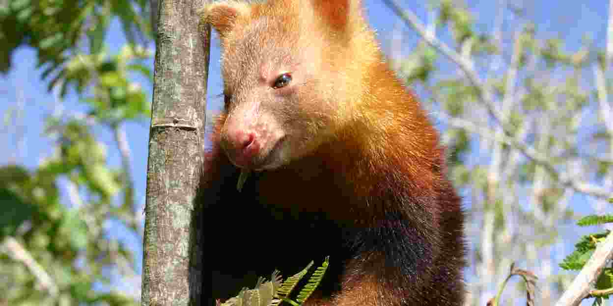 Het beschermen van de boomkangoeroe in Papoea Nieuw Guinea