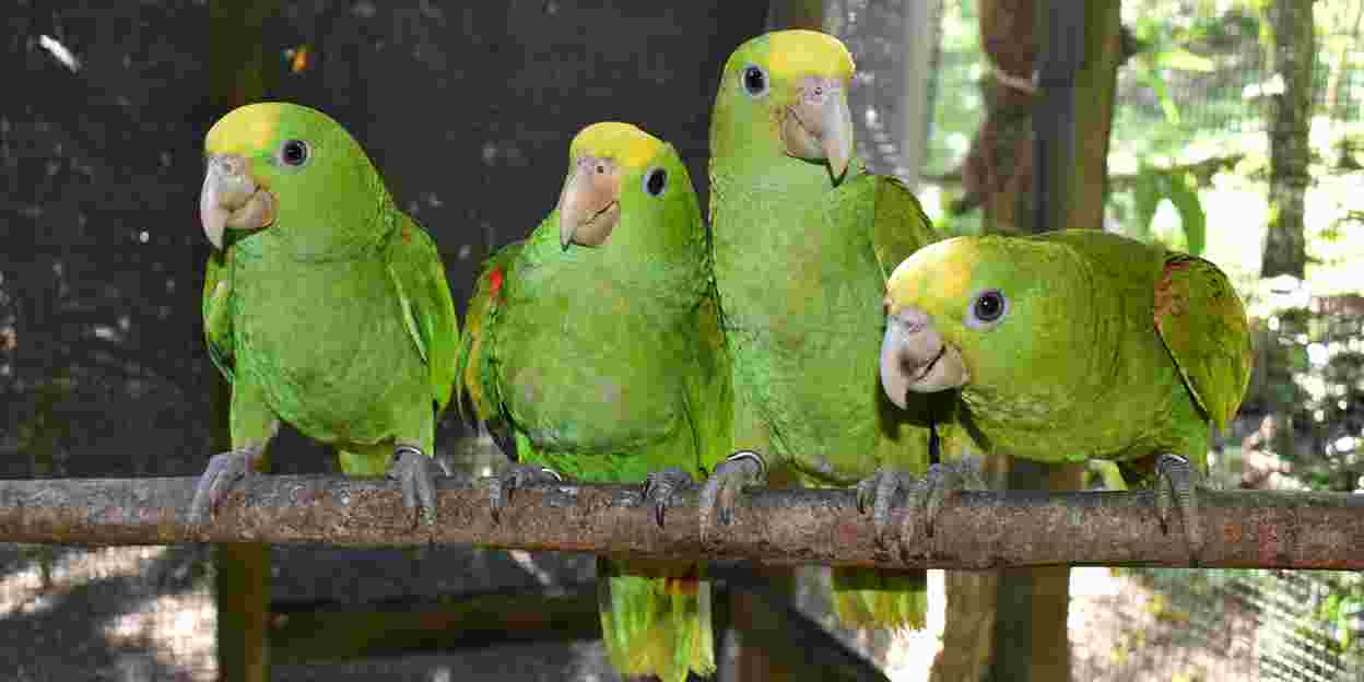 Natuurbehoud in Belize: hoopvol werk vogelrehabilitatiecentrum
