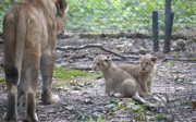 Hand-rearing lions