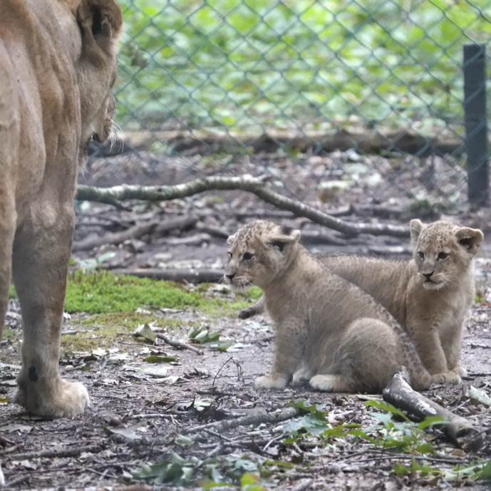 Hand-rearing lions