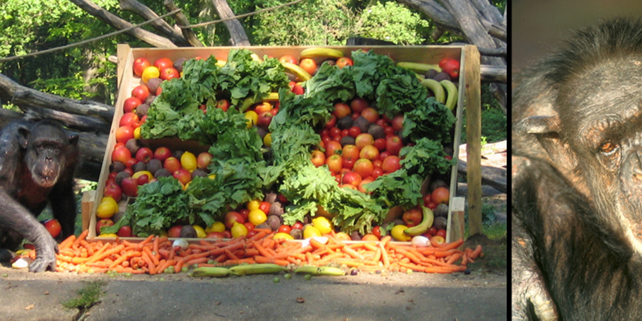 Famous chimpanzee passes away at very old age