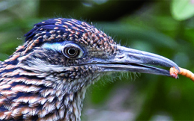 Successful dating for the roadrunners!