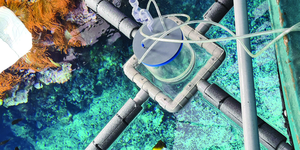 The Nitrogen Cycle in the Coral Reef