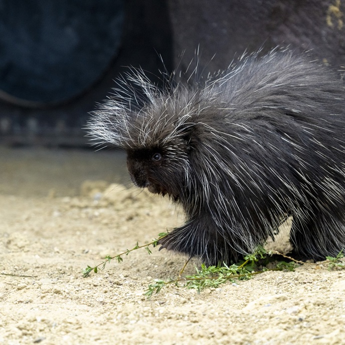 New species: Burrowers and tree climbers