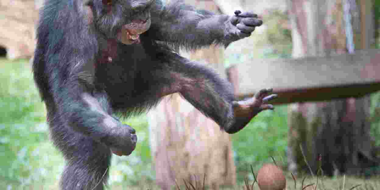 Een revolutionaire chimpanseegroep