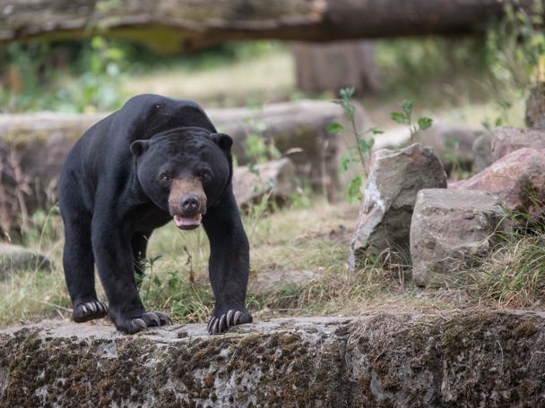 Endangered on all sides