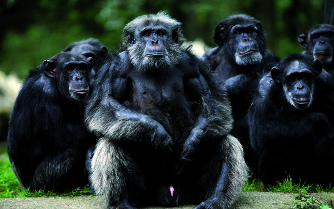 Food dispensers in the chimpanzee enclosure