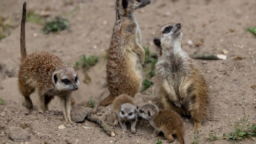 Five meerkats born!