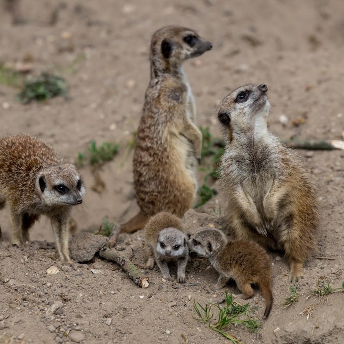Five meerkats born!