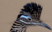 Europe’s finicky roadrunners are speed dating in Arnhem