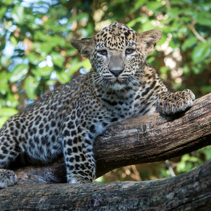 Magnet boxes in the leopard enclosure
