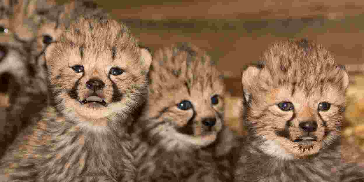 Dierenarts ent en ontwormt Cheeta-zesling