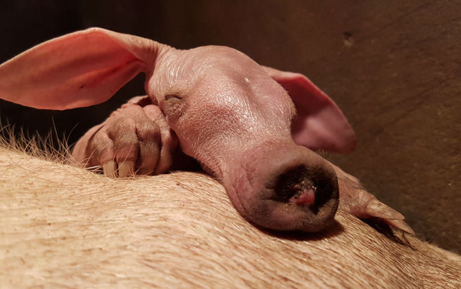 Europe's most successful aardvark breeder reaches extraordinary milestone!