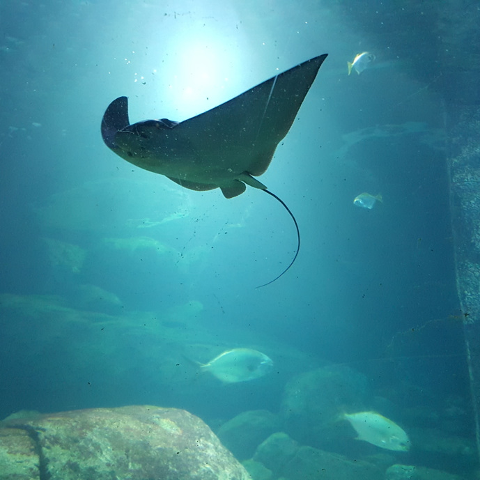 The largest breeder of spotted eagle rays