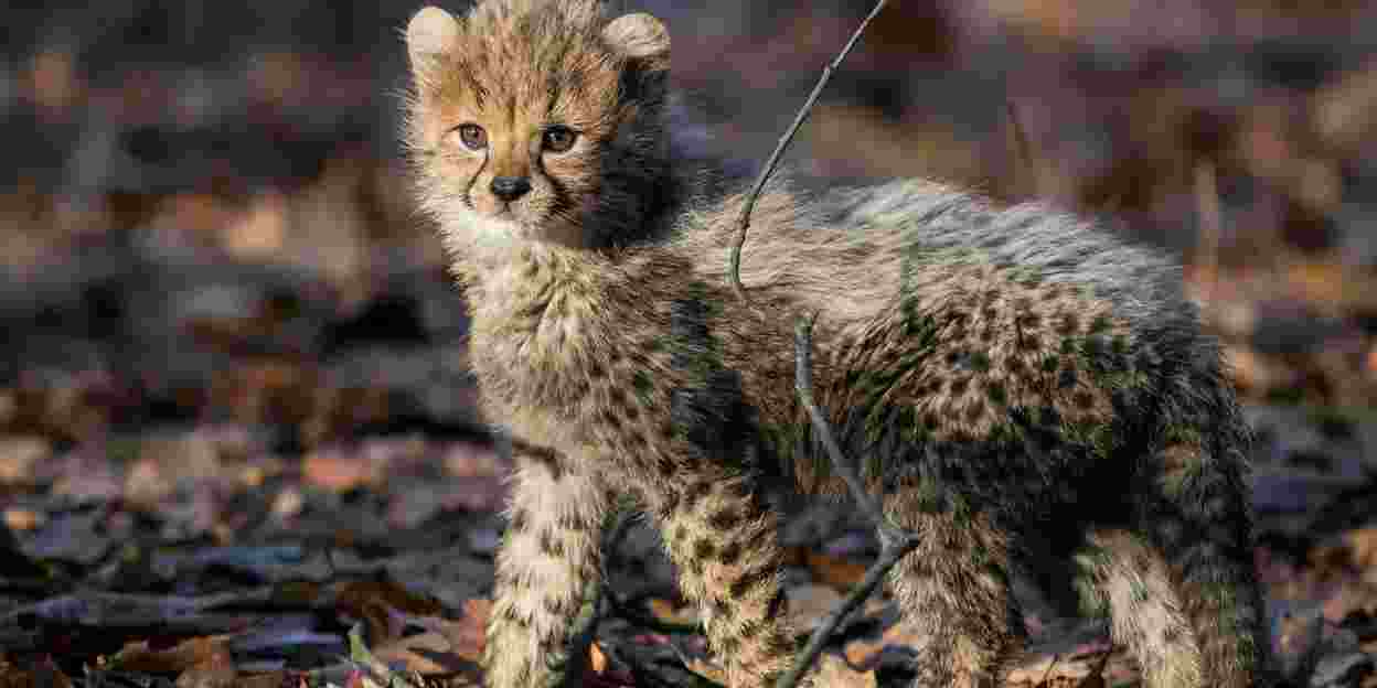 Cheeta-zesling over twee weken zichtbaar!