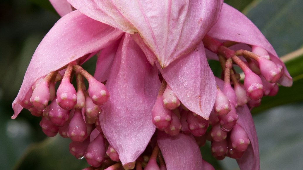 De Medinilla magnifica is herkenbaar aan de bloeiwijze met grote, roze schutbladeren.