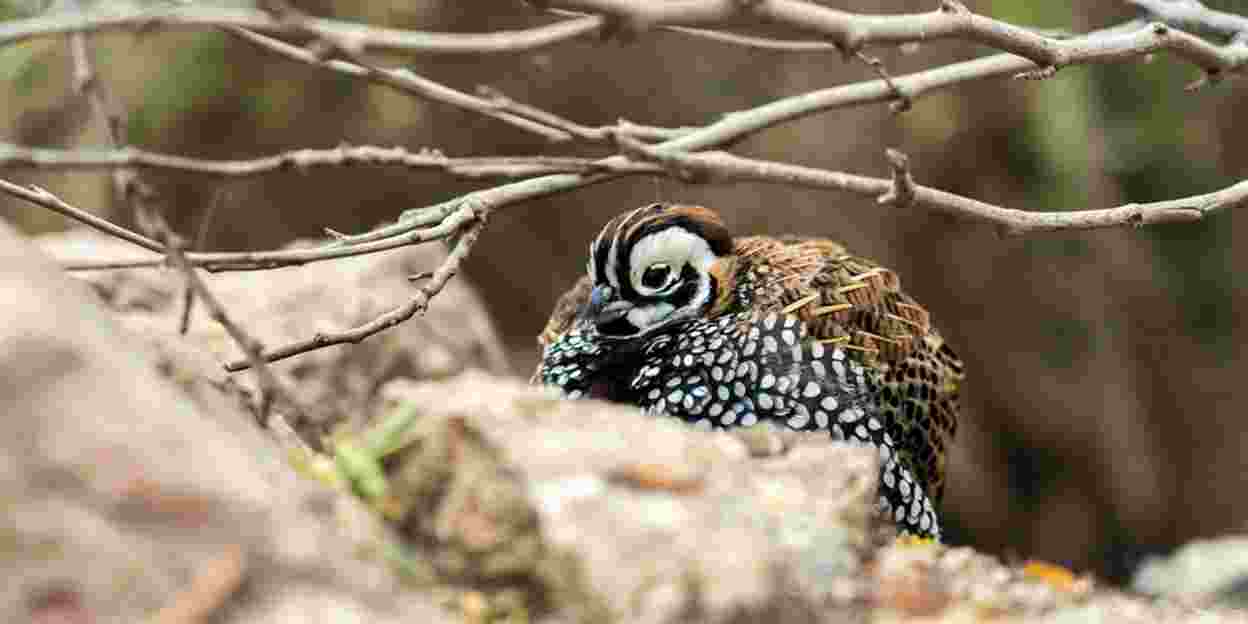Camouflage bij dieren: het opgaan in de omgeving (Desert)