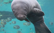 Burgers' Zoo welcomes baby manatee