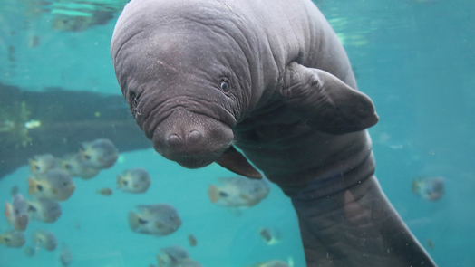 Burgers' Zoo welcomes baby manatee