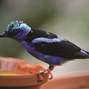 Lees meer over: Blauwe suikervogel