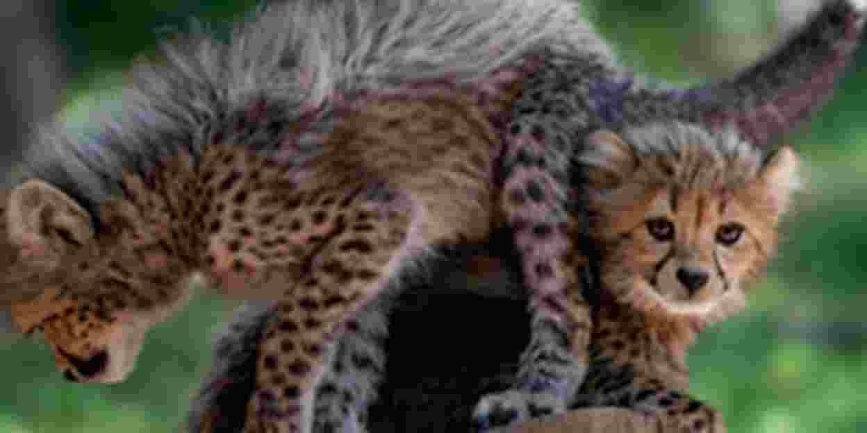 Cheeta-zesling voor de schermen