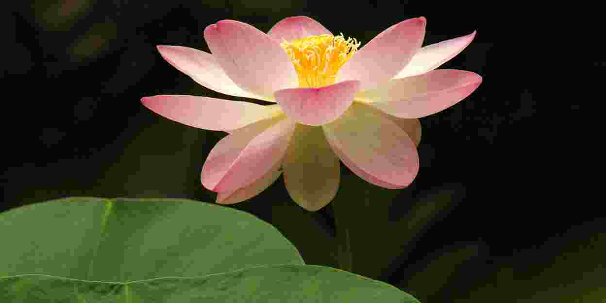 De lotus, niet zomaar een tropische waterlelie